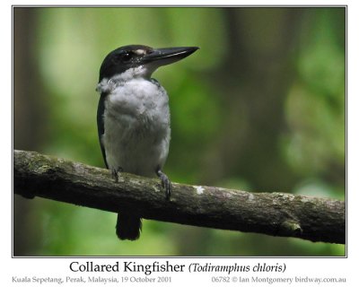 Common Kingfisher (Alcedo atthis) by Ian