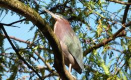 Sunday Inspiration – Flamingo&nbsp;Gardens