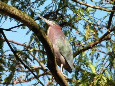 Green Heron at Flamingo Gardens by Lee 2014