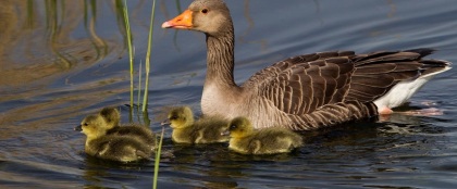 Greylag Goose with chicks