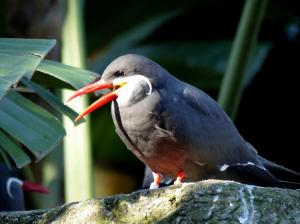 Inca Tern at Lowry Park Zoo by Lee 12-26-14