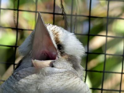 Laughing Kookabura at Lowry Park Zoo by Lee 12-26-14