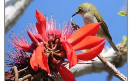 Christmas Bird from the Christmas&nbsp;Islands