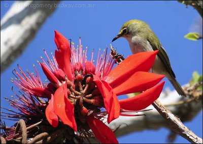 Christmas Island White-eye (Zosterops natalis) by Ian