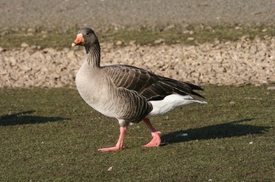 Pink-footed Goose (Anser brachyrhynchus)