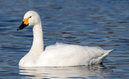 A Bohemian Goose and a Saxon&nbsp;Swan