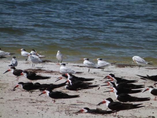 Skimmers - Gulls - Terns resting at the shore MacDill by Lee