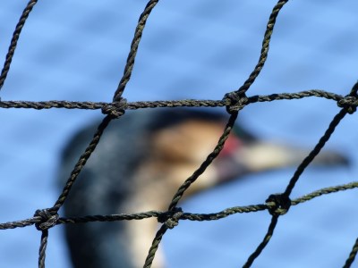 First Attempt - See the neat knots?