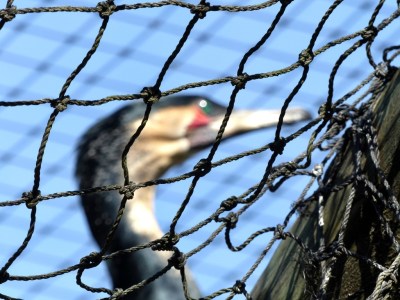 Another Attempt - Nice knots!