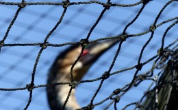 Latest Challenge of Zoo&nbsp;Photography