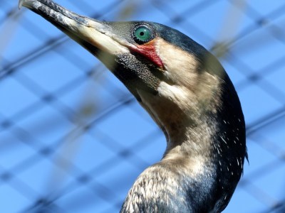 I got through the netting.