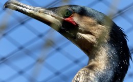 White-breasted Cormorant Update