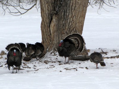 Turkeys in Snow ©Bryant Olsen Flickr