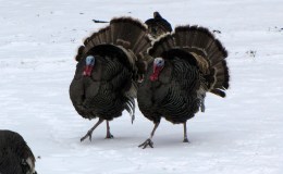 Reginald the Turkey Commander on&nbsp;Christmas