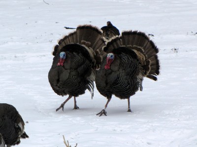 Turkeys in Snow ©Bryant Olsen Flickr