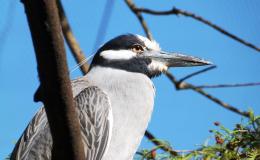 Birds of the Bible – Eye Hath Not&nbsp;Seen