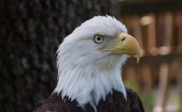 Birds of the Bible – Face of An&nbsp;Eagle