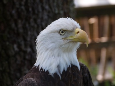 Bald Eagle at Lowry Park Zoo by Lee
