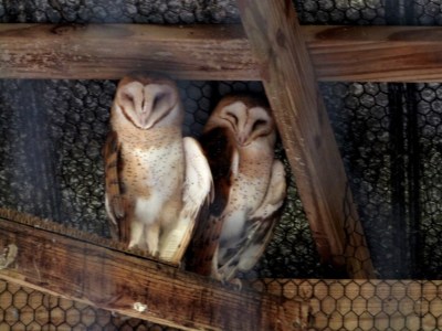 Barn Owl at Flamingo Gardens by Lee