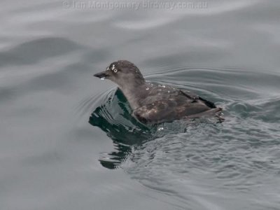Cassin's Auklet (Ptychoramphus aleuticus) by Ian 