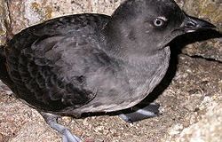 Cassin’s Auklet In&nbsp;Trouble