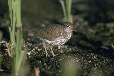 Spotted Sandpiper (Actitis macularius) ©USFWS