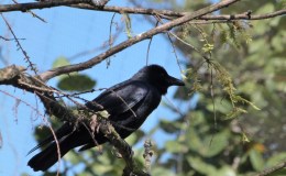 The Crow and the&nbsp;Screwdriver