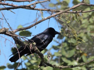 Crow at Flamingo Gardens by Lee (210)
