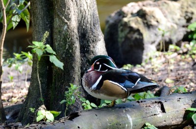 This just happened accorrding to Evolutionist   Wood Duck by Dan
