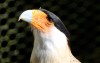 Caracara - Dan's Flamingo Gardens Photos