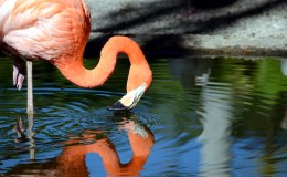 Flamingo Gardens – Dan’s&nbsp;Photos