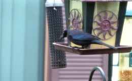 Birds, But No&nbsp;Birdwatching