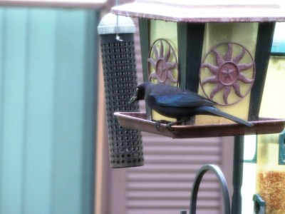 First Birds of 2015 - 1 BT Grackle