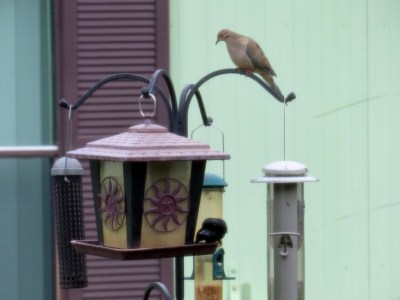 First Birds of 2015 - 1 BT Grackle-2 M Dove-3 Redwing Blkbd (3)c