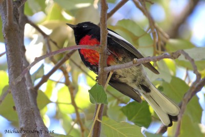 Painted Redstart by Michael Woodruff