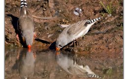 Ian’s Bird of the Week – Zebra&nbsp;Finch