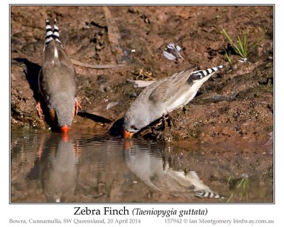PAS-Estr Zebra Finch (Taeniopygia by Ian