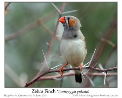 PAS-Estr Zebra Finch (Taeniopygia by Ian