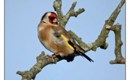 Ian’s Bird of the Week – European&nbsp;Goldfinch