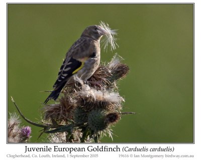 PAS-Frin European Goldfinch (Carduelis carduelis) Juvenile by Ian