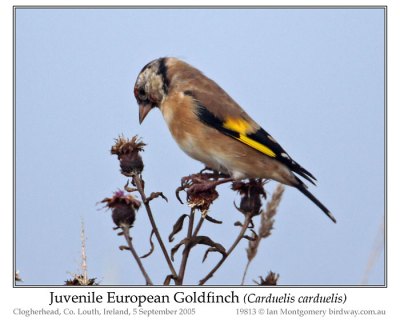 European Goldfinch (Carduelis carduelis) Juvenile by Ian