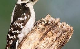 Downy Woodpecker Building A&nbsp;Nest