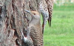 Want a Home in the Mountains?   Some Birds Have&nbsp;One!