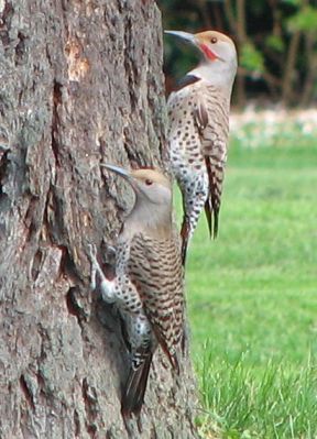 Northern Flicker (Colaptes auratus) red-shafted F-left M-right ©WikiC