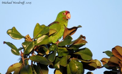 Red-masked Parakeet by Michael Woodruff