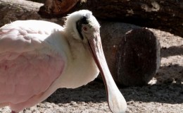 Sunday Inspiration – Ibises and Spoonbills&nbsp;I