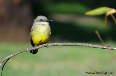 Tropical Kingbird By Michael Woodruff
