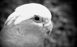 5 Day Black and White Photo Challenge #3 –&nbsp;Galah