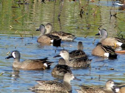 Blue-winged Teals