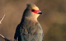 Strawberry (Red-faced) Mousebird – Urocolius&nbsp;Indicus